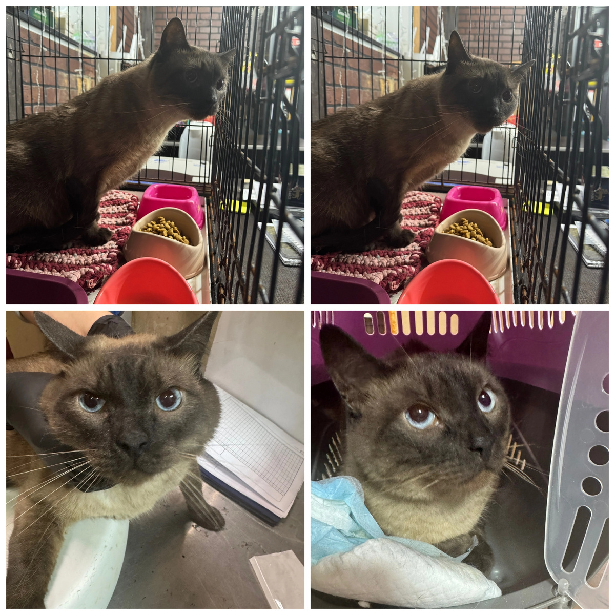 Тишенька остался без хозяйки.