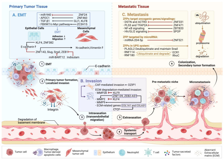 ЗФП регулируют EMT, вторжение и метастаз. Предпосылки для метастазирования и многоступенчатого процесса метастатического распространения являются следующими: (1) EMT, (2) локализованное вторжение, (3) ввасация, (4) системный транспорт через кровеносную систему, (5) экстрасация и (6) колонизация. (А) ZFP, включая ZNF24, ZNF460, GLI1, KLF8, ZC3H15, KLF4, ZNF382, ZNF143, Slug, Snail и ZEB1 участвуют в процессе EMT GC. (B) Инвазия - это процесс, при котором раковые клетки вторгаются в соседние ткани и кровеносные сосуды. ЦПП, включая DZIP1, KLF9, ZNF139 и CTCF, наряду с РНК ZEB2-AS1, участвуют в вторжении, вызванном CAF, и вторжении, вызванного ECM. (С) Метастаз является еще одним важным признаком прогрессирования GC, и ZFPs могут участвовать в метастазе тремя различными способами: (1) ZFPs, такие как ZNF331, ZNF471, ZBTB20 и SPOP могут нацеливать на онкогенных генов или сигналов. (2) ЦФП ...