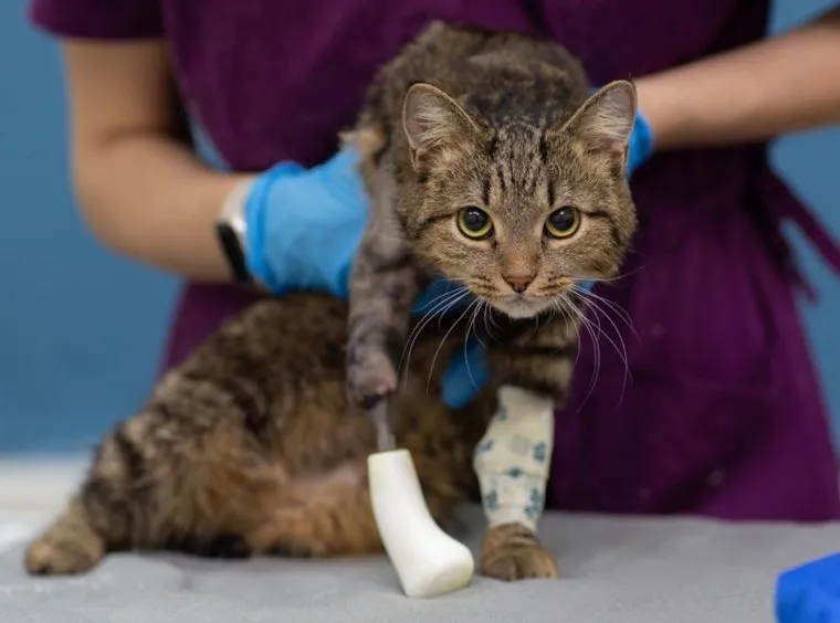 Пока животному еще нельзя опираться на лапу
Фото: ветеринарная клиника «Клык+»