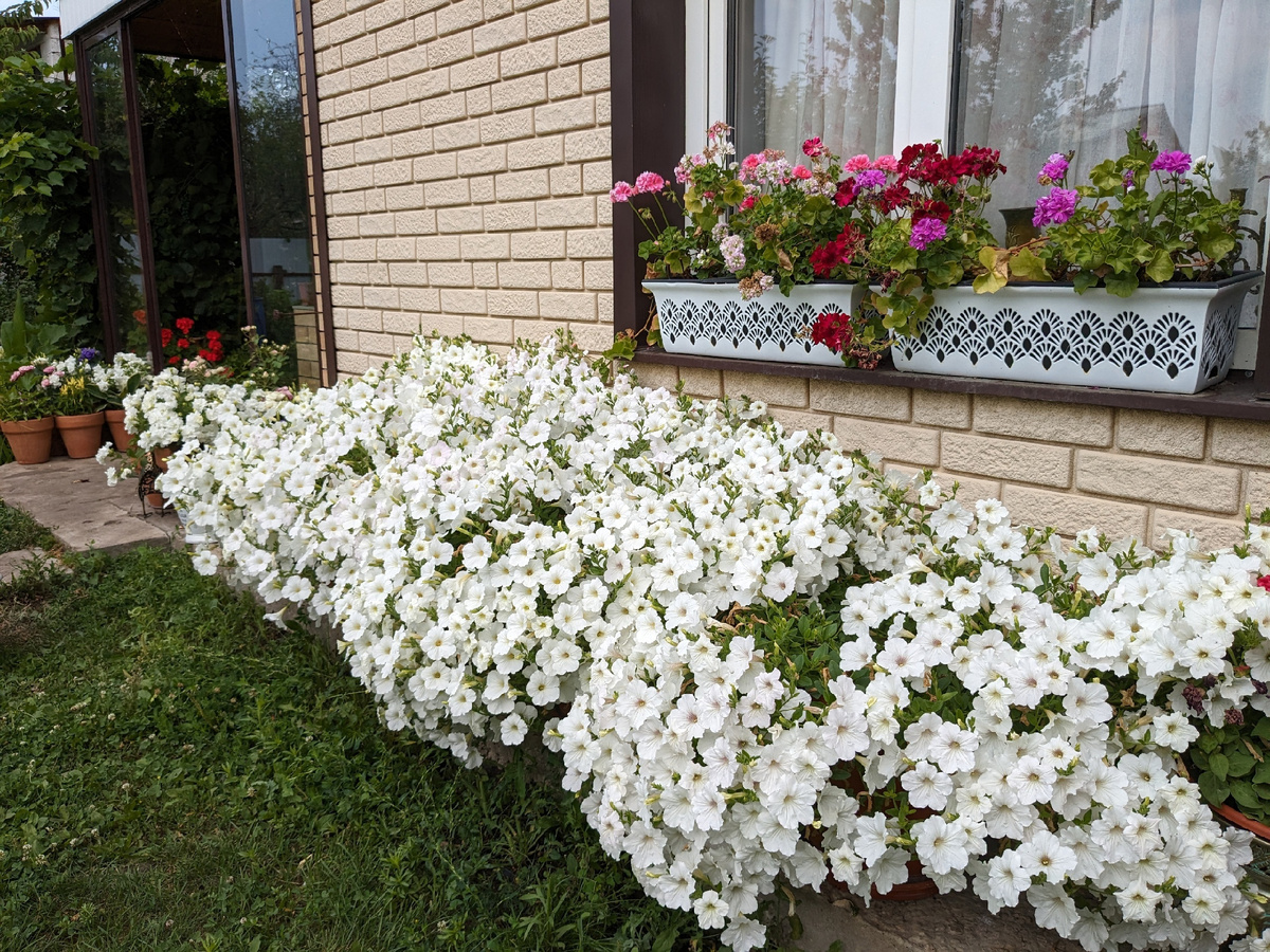 Петуния, посеянная 9 марта