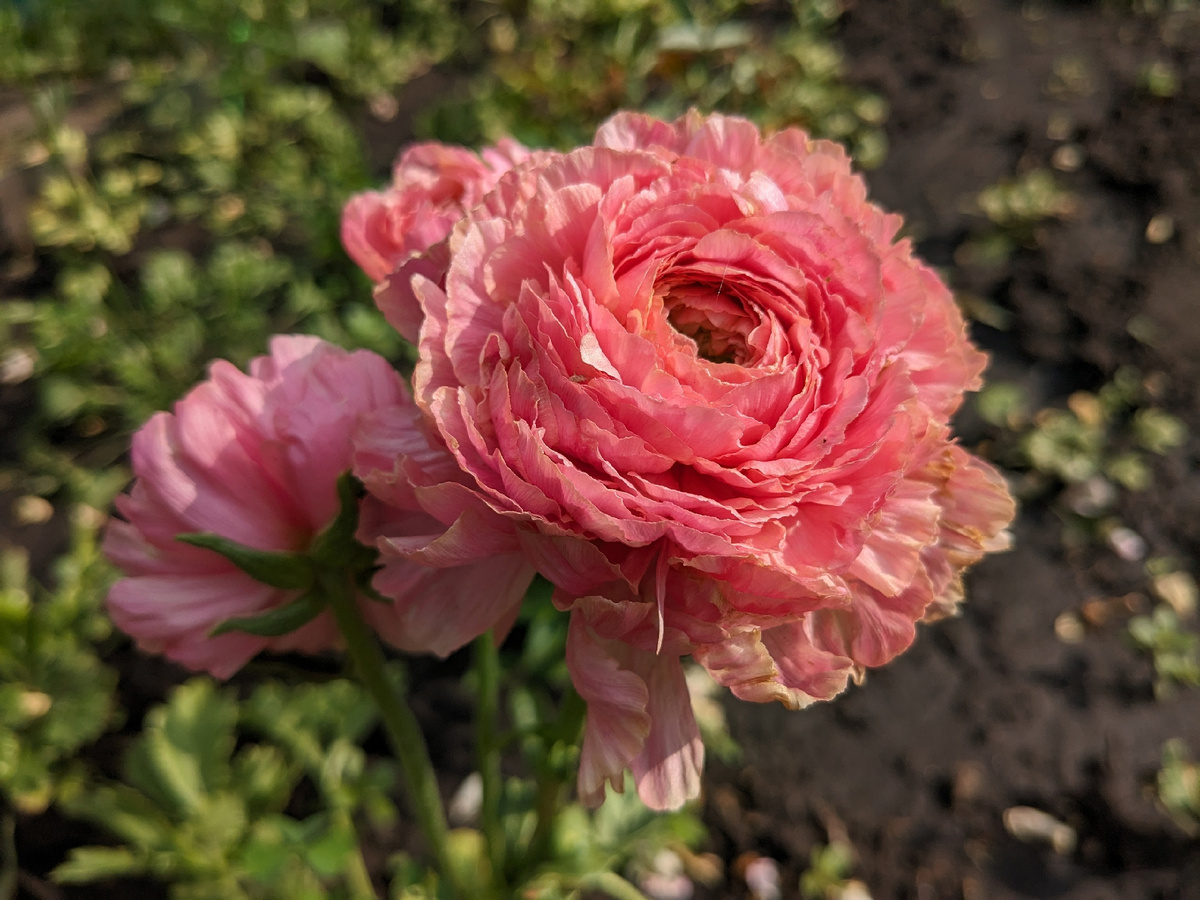 Ранункулюс из моего сада