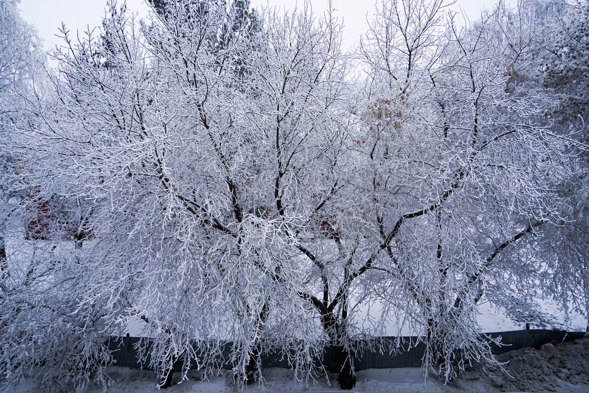    Фото: Тамара Башаева