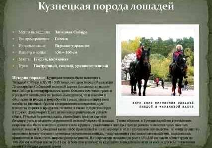 Сейчас лошадей Кузнецкой породы разводит конезавод «Вперёд» в Новосибирской области