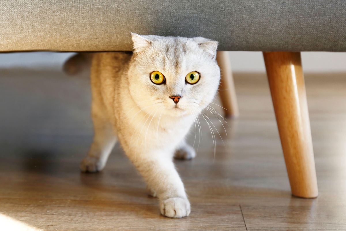     «Реально работает»: найден звук, на который прибегает любая кошка