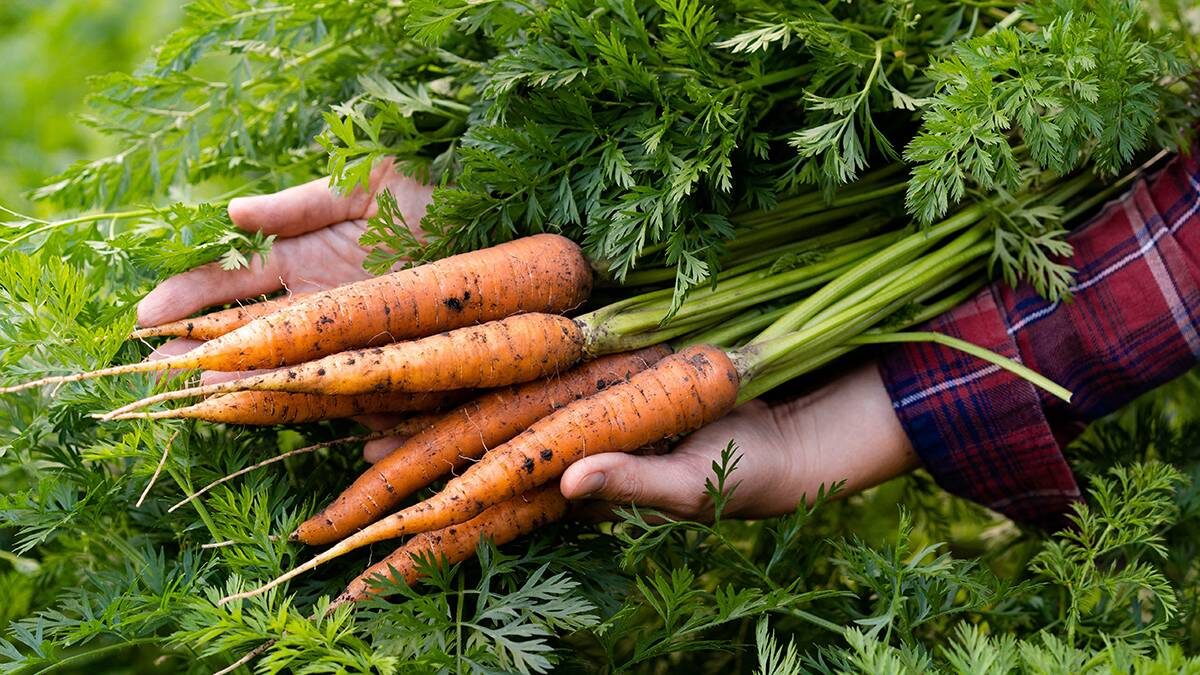    Фото: Shutterstock