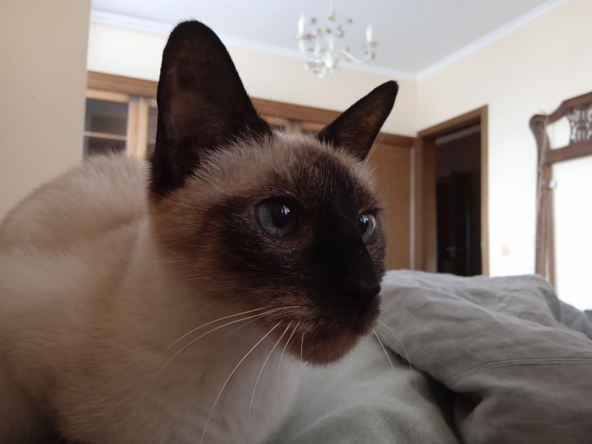 Сиамка вариант летний.