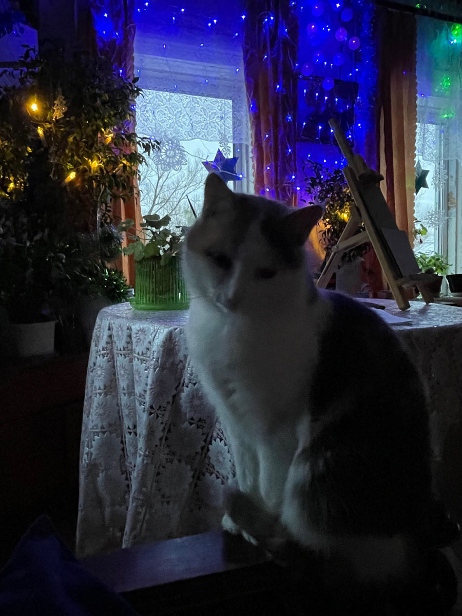 Мурка передает всем предновогодний 🤝 привет🎄😻