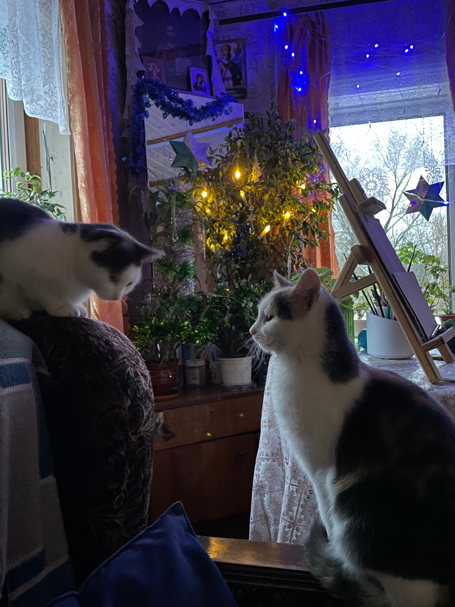 Мурка и Астра присоединяются к моим пожеланиям. Сидят елку ждут 🎄