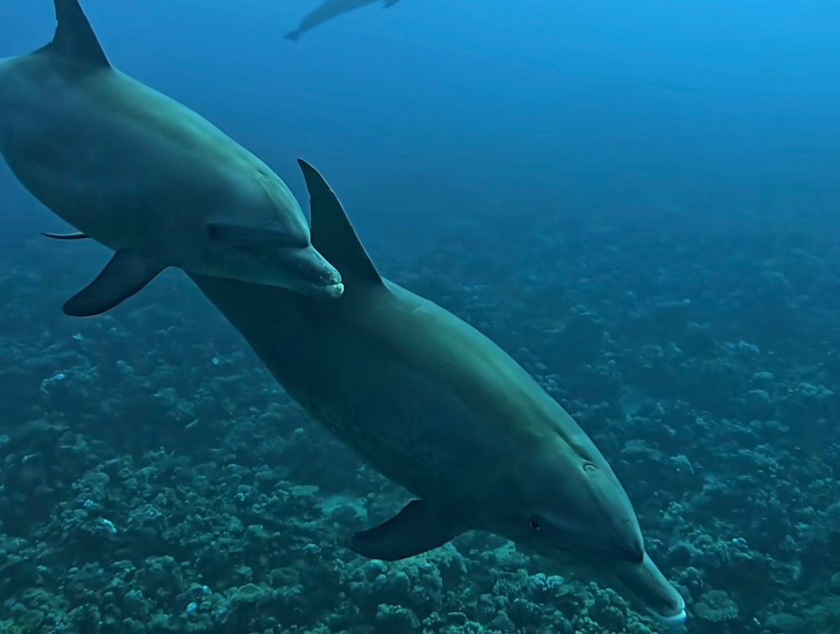 Дельфинов иногда путают с акулами. Дельфины в Красном море