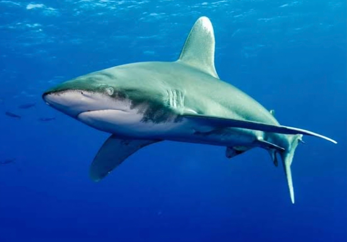 Главное отличие в носовой части. Акула