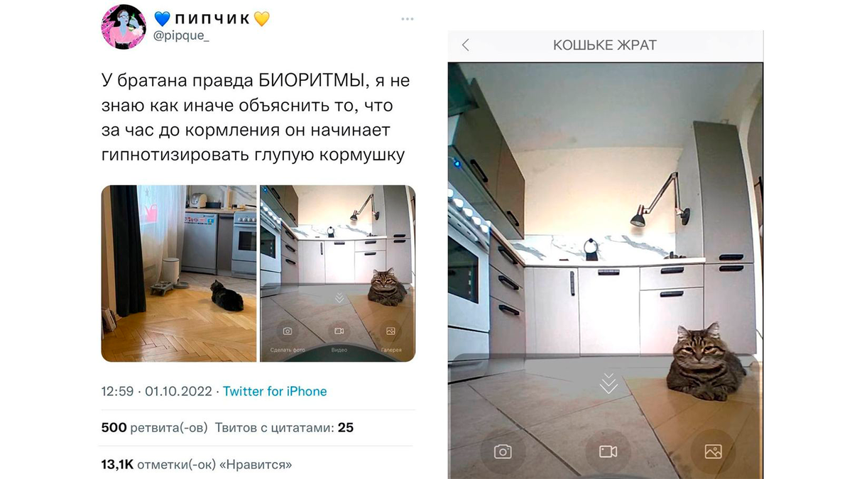    Кот пытается взломать взглядом автокормушку