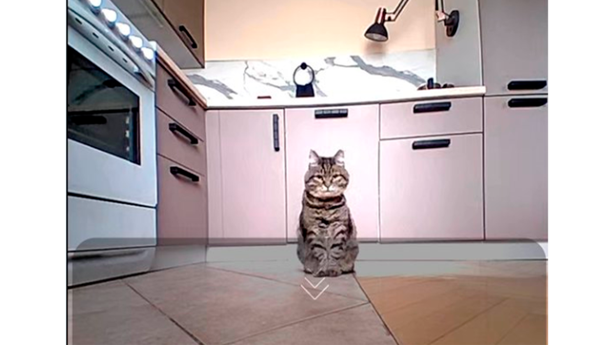    Кот начинает за час до еды пронзительно смотреть на кормушку