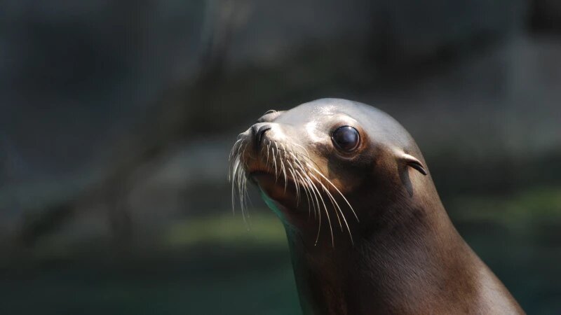     Тюлень Freepic