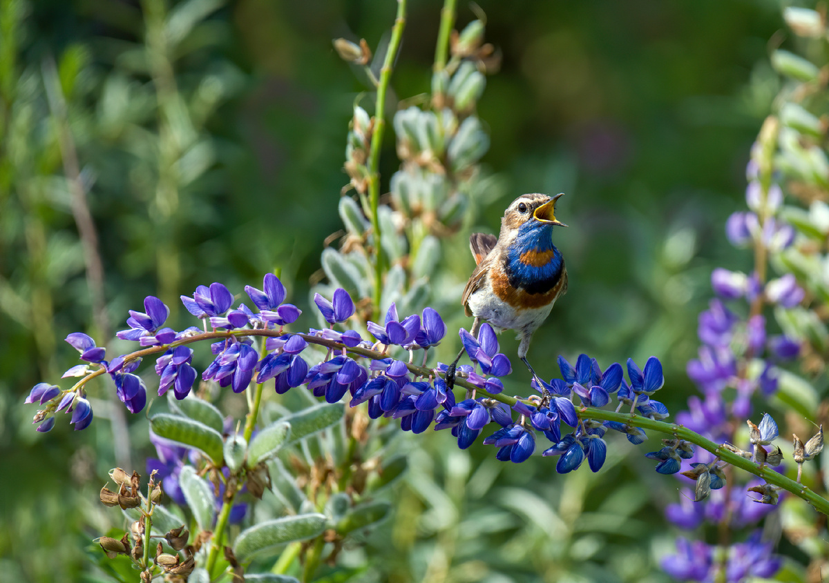 Возможно, мой любимый кадр уходящего года - варакушка на люпине