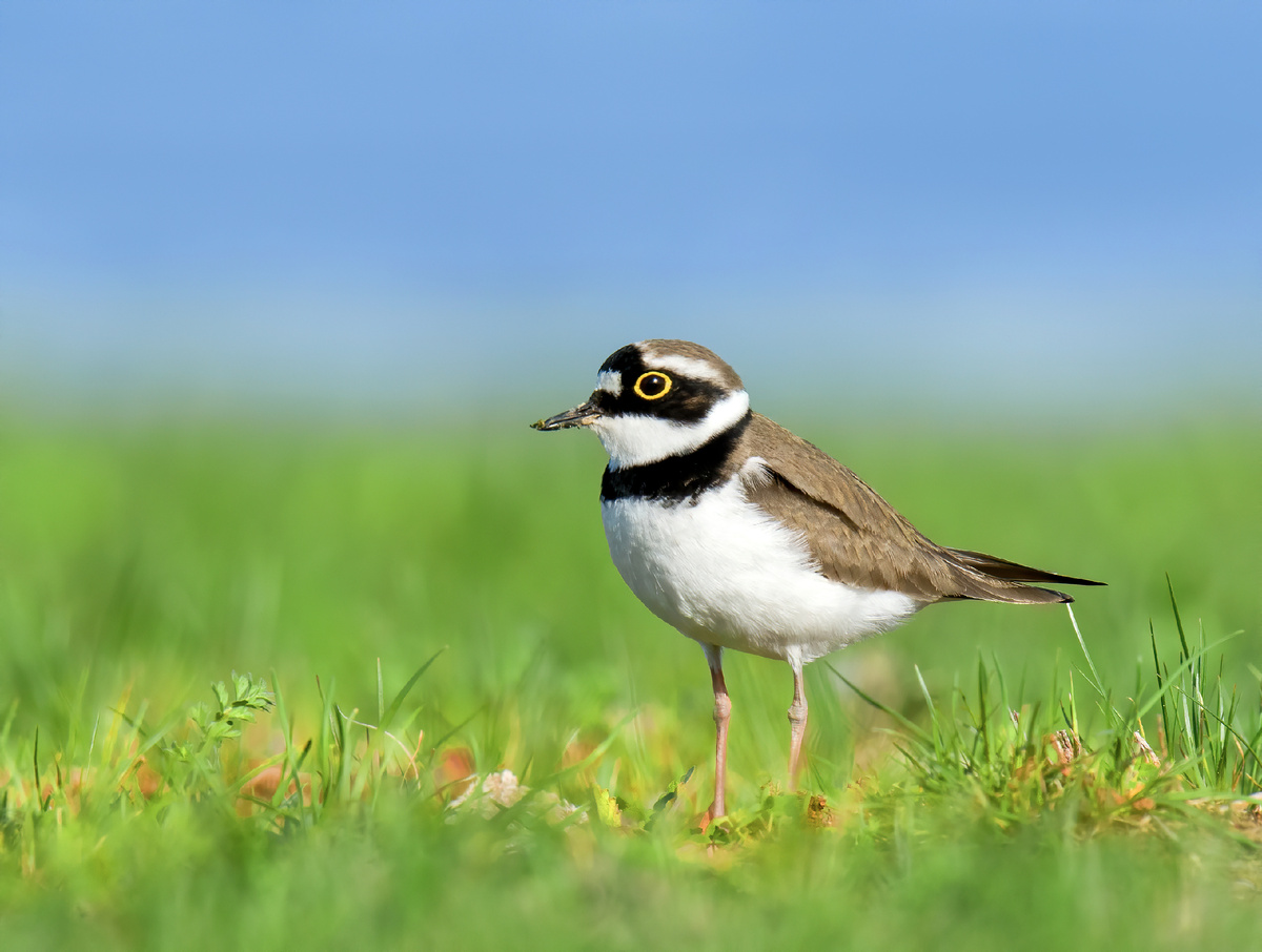 В Элтонских степях (малый зуёк)