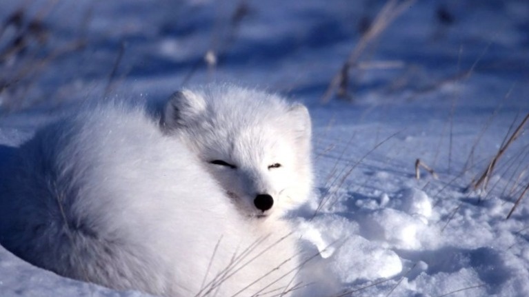 Только мордочка палит!