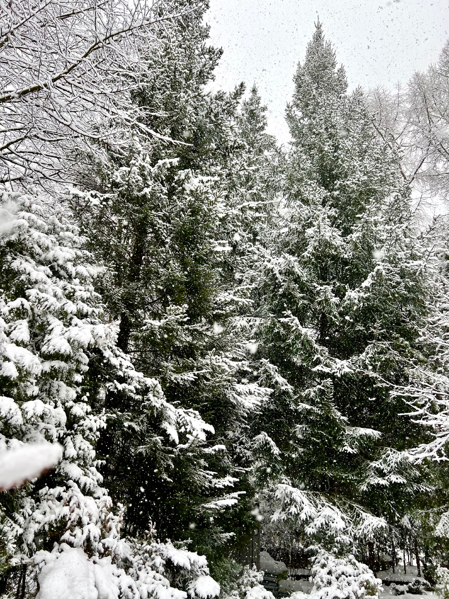 Утреннее фото. Ура! Пошел снег, такая сразу красота!