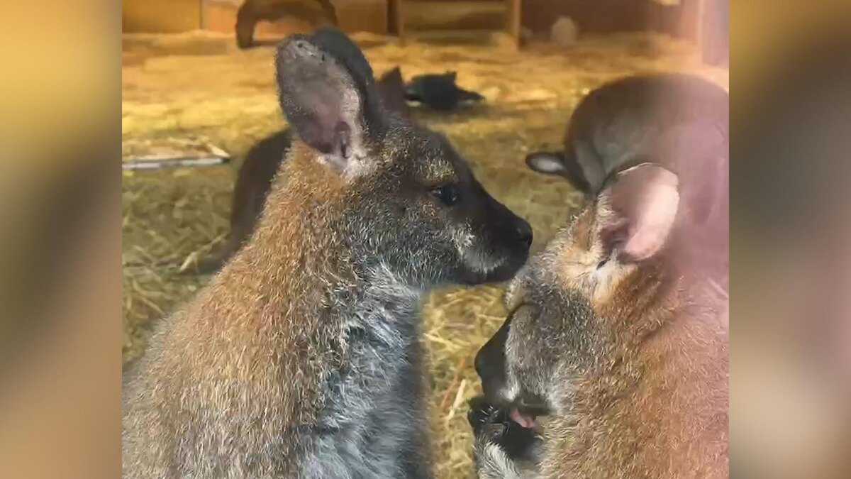    Видео: t.me/lenzoopark