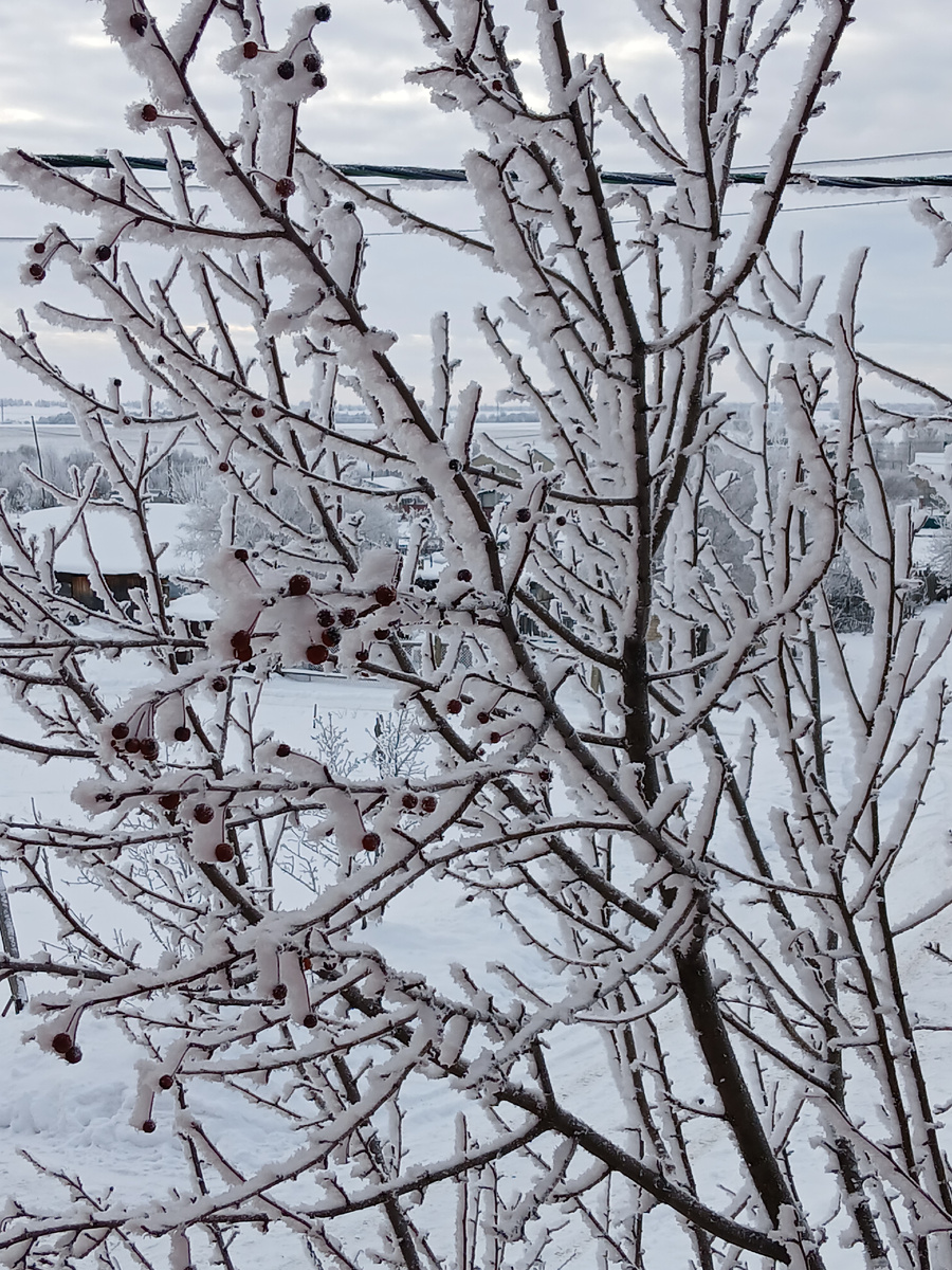 Ветка ранета. Вид из окна дома в деревне. Фото моё. 30.12.2024г.