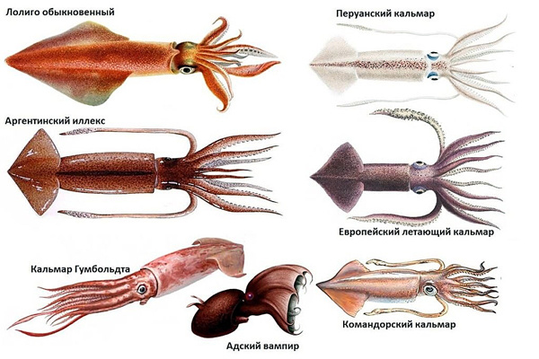 Некоторые виды кальмаров