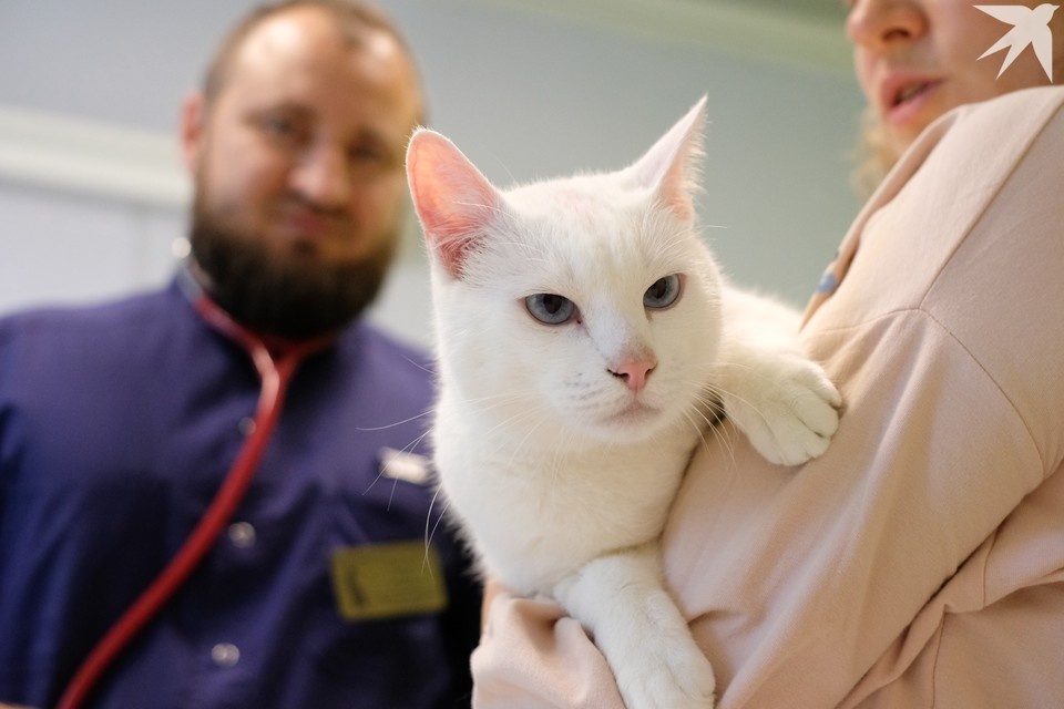    Ветклиники переходят на праздничный режим работы. Артем КИЛЬКИН