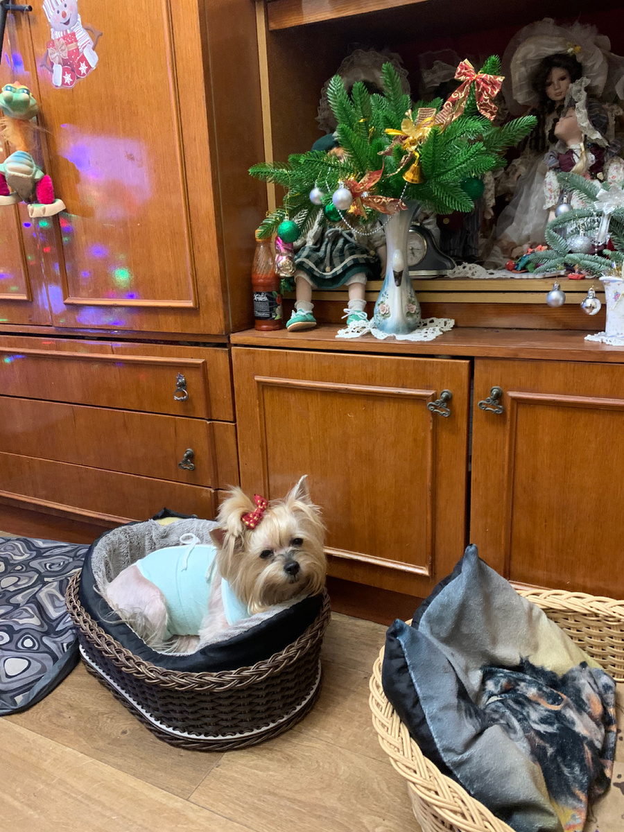 Ёлочка под ёлочкой