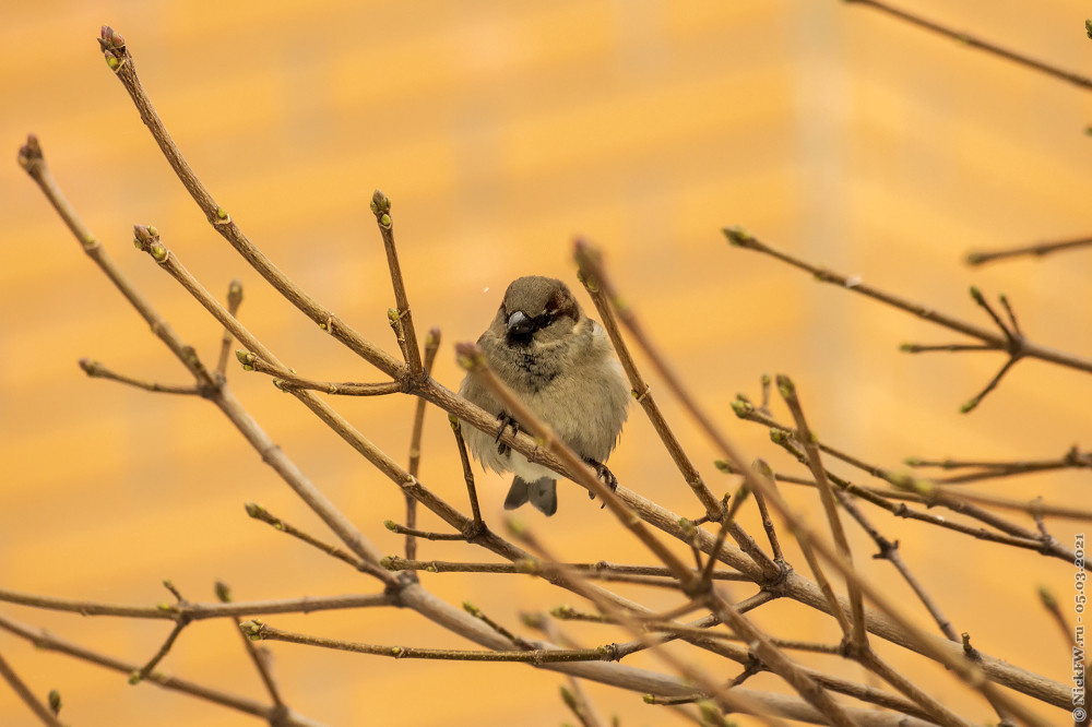1. Самец домового воробья © NickFW.ru — 05.03.2021г.