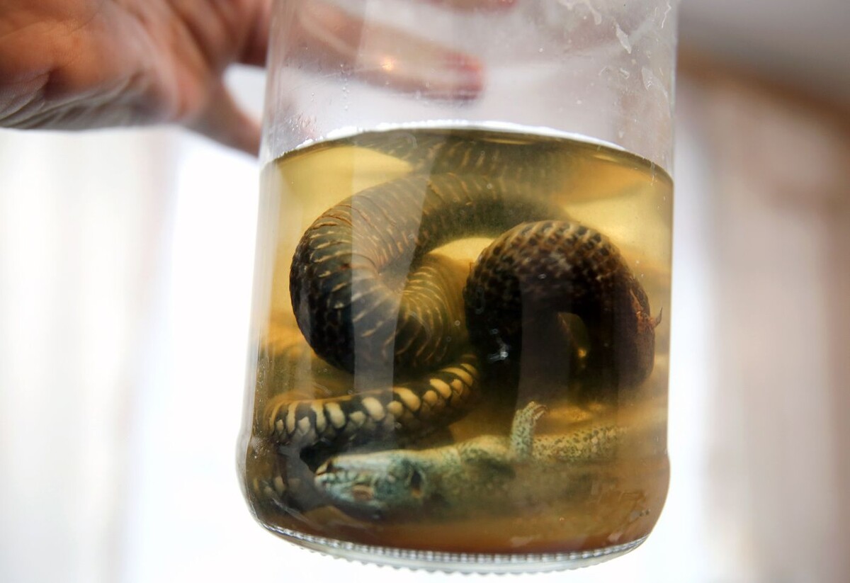 Гадюка, уж и ящерица сообразили на троих. Фото: Игорь ФИЛОНОВ  📷
