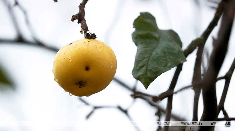     Ветрено и местами с дождем. Белгидромет о погоде в первый день 2025 года