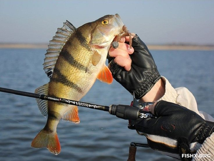 фото с сайта:https://i.pinimg.com/736x/2d/ae/13/2dae13e7124f88f7f8644f739e1262ef.jpg