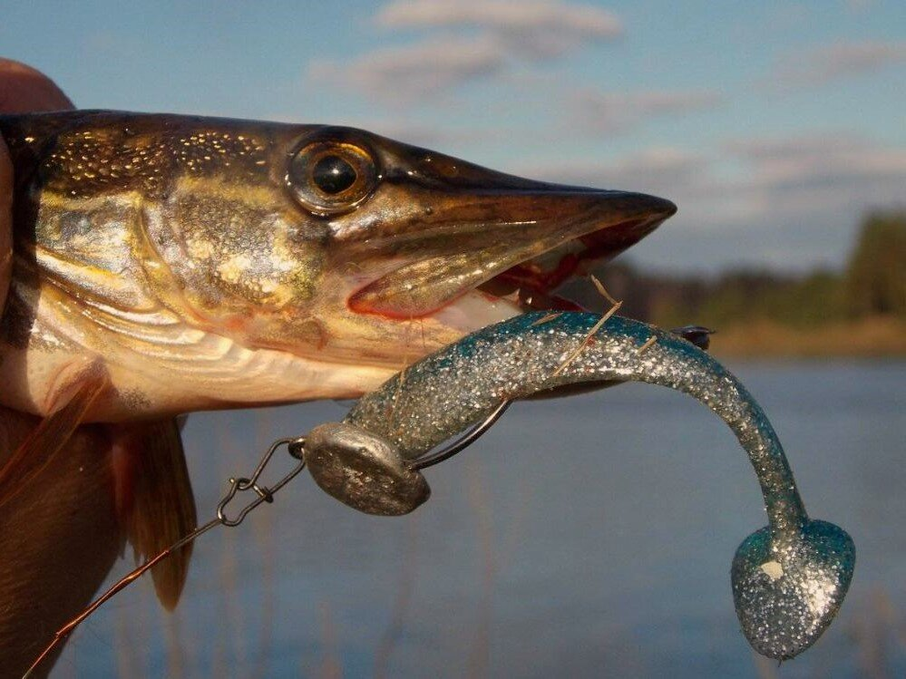 Фото с сайта: https://avatars.dzeninfra.ru