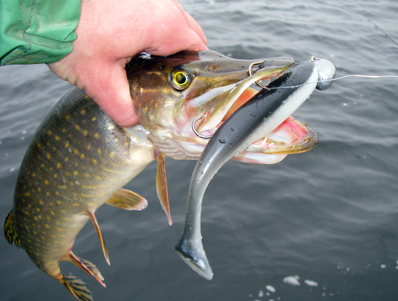 Фото с сайта: https://galavl.ru/uploads/assets/pressa/rybak-rybaka/2008/77/291108_3.jpg