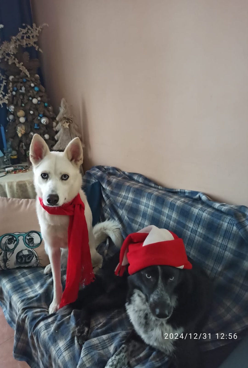 Белая голубоглазка - наша Фиона 🥰