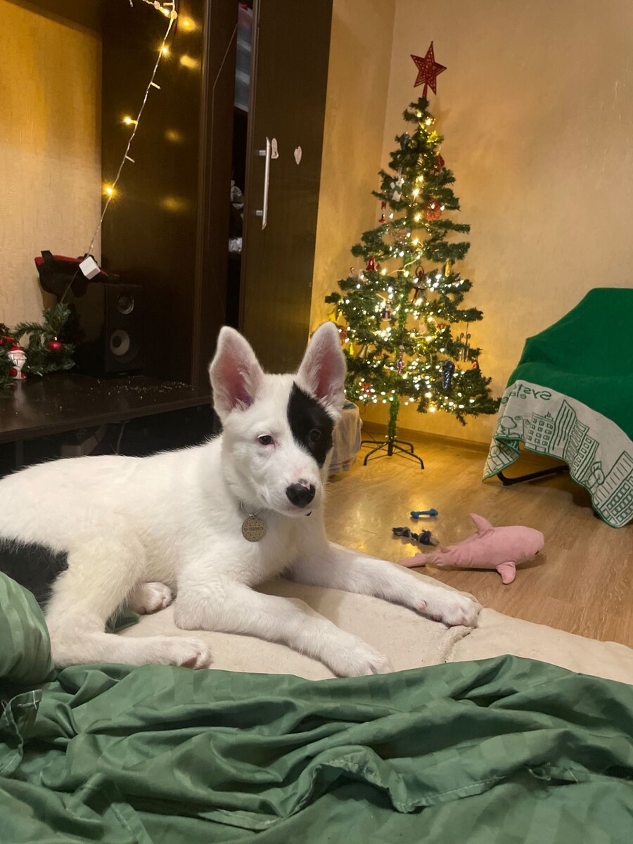 Пират поздравляет всех с Новым годом!🎄 