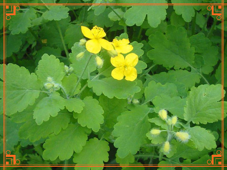 Фото из Интернета. Чистотел против вредителей