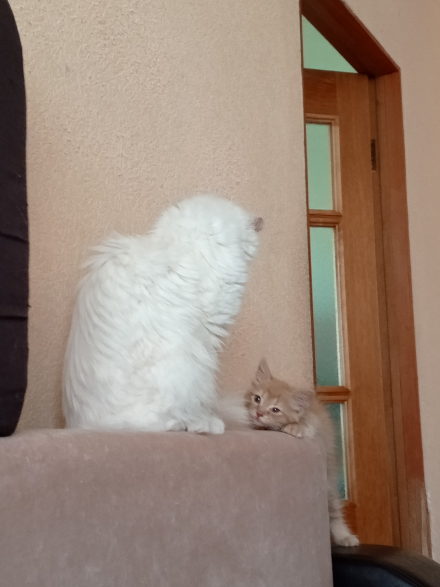 Клементина и Луна