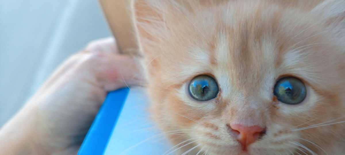 Клементина