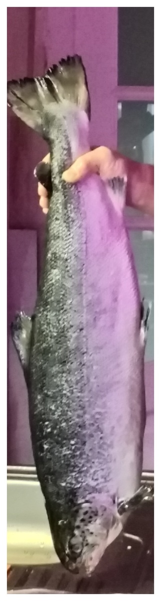 Сёмга 4.7 кг. Фото автора. 