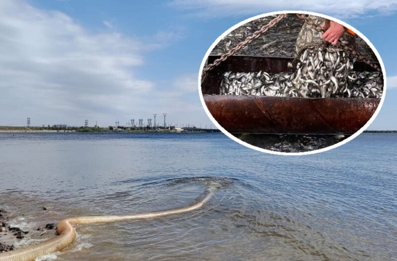    Выпуск мальков сазана в Волгу (коллаж, фото: Нижневолжский филиал ФГБУ «Главрыбвод»)