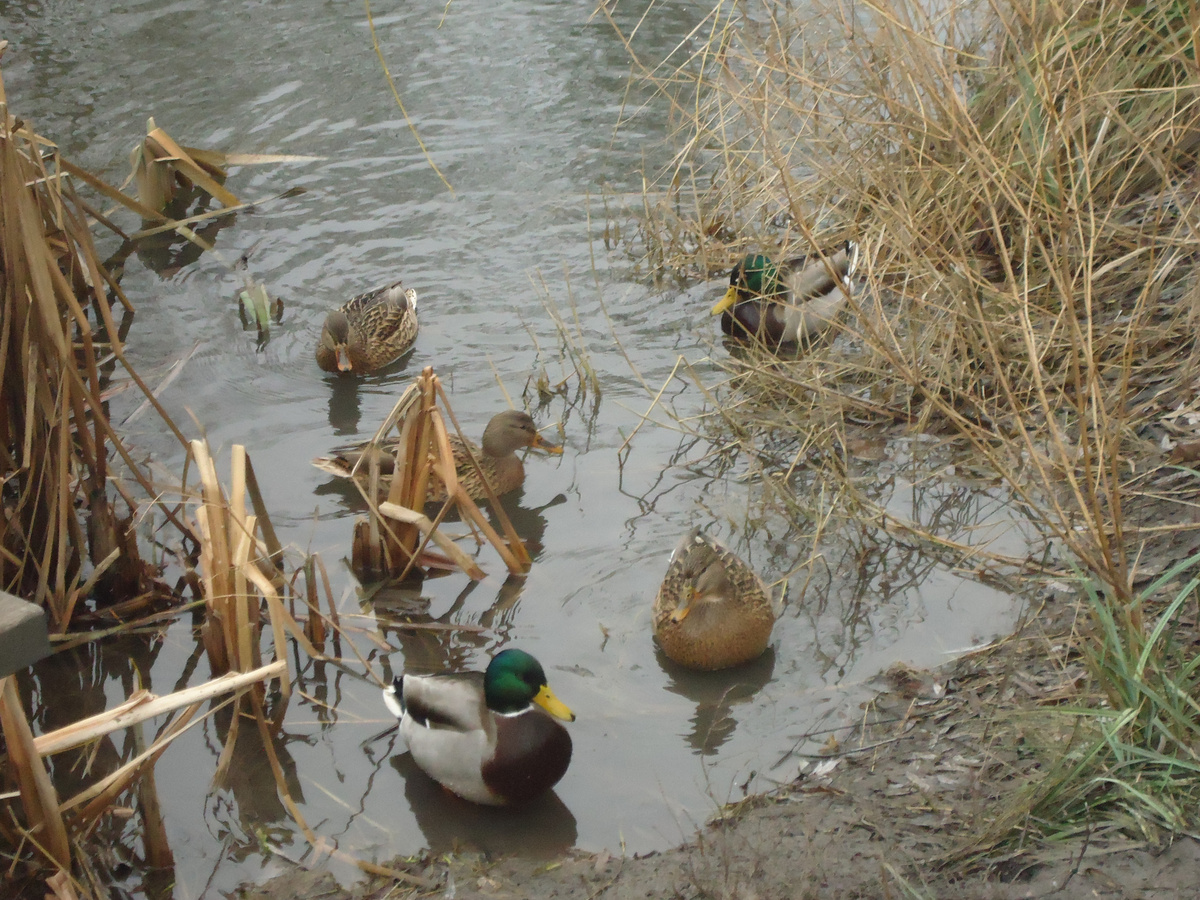 Дикие утки спешат на кормежку. Из архива автора.