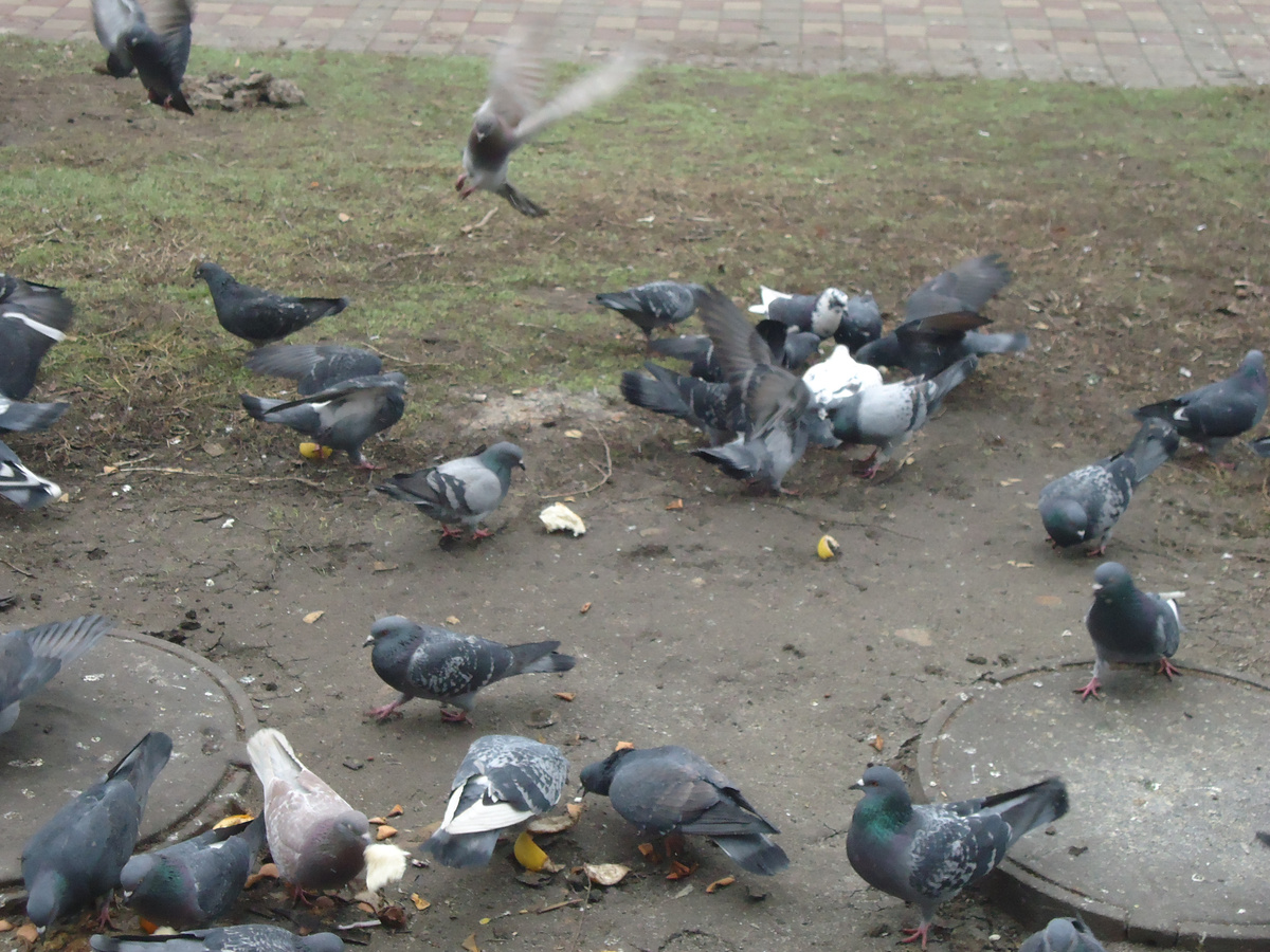 Пернатых кормят хлебом. Из архива автора.