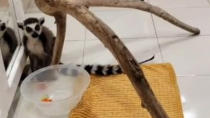      Фото: Фонд «Ковчег»