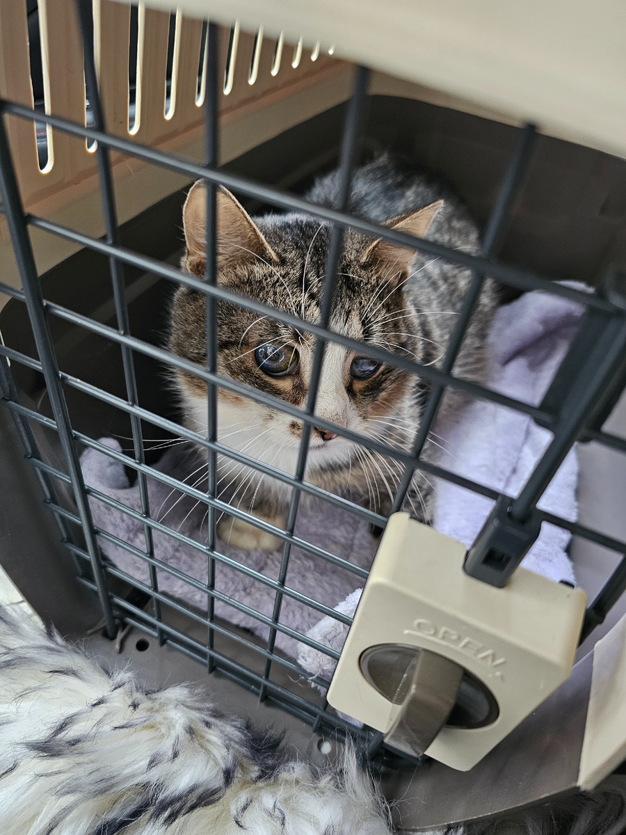 Фото автора. Арашик.