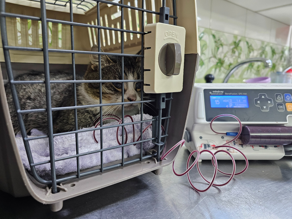 Фото автора. Переливание у Арашика.