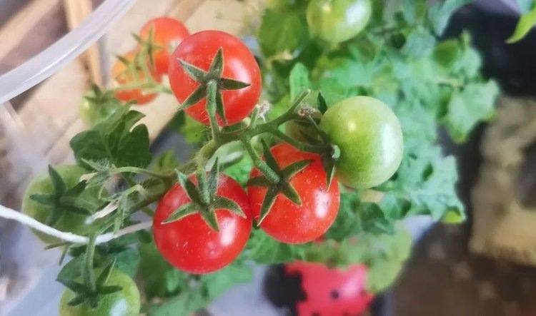     10 тенденций в садоводстве и огородничестве в 2025 году
