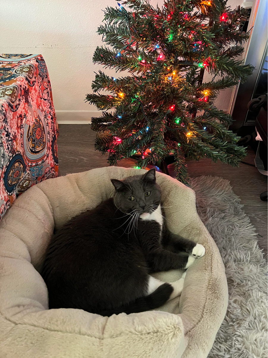    Когда не дали пожевать гирлянду.