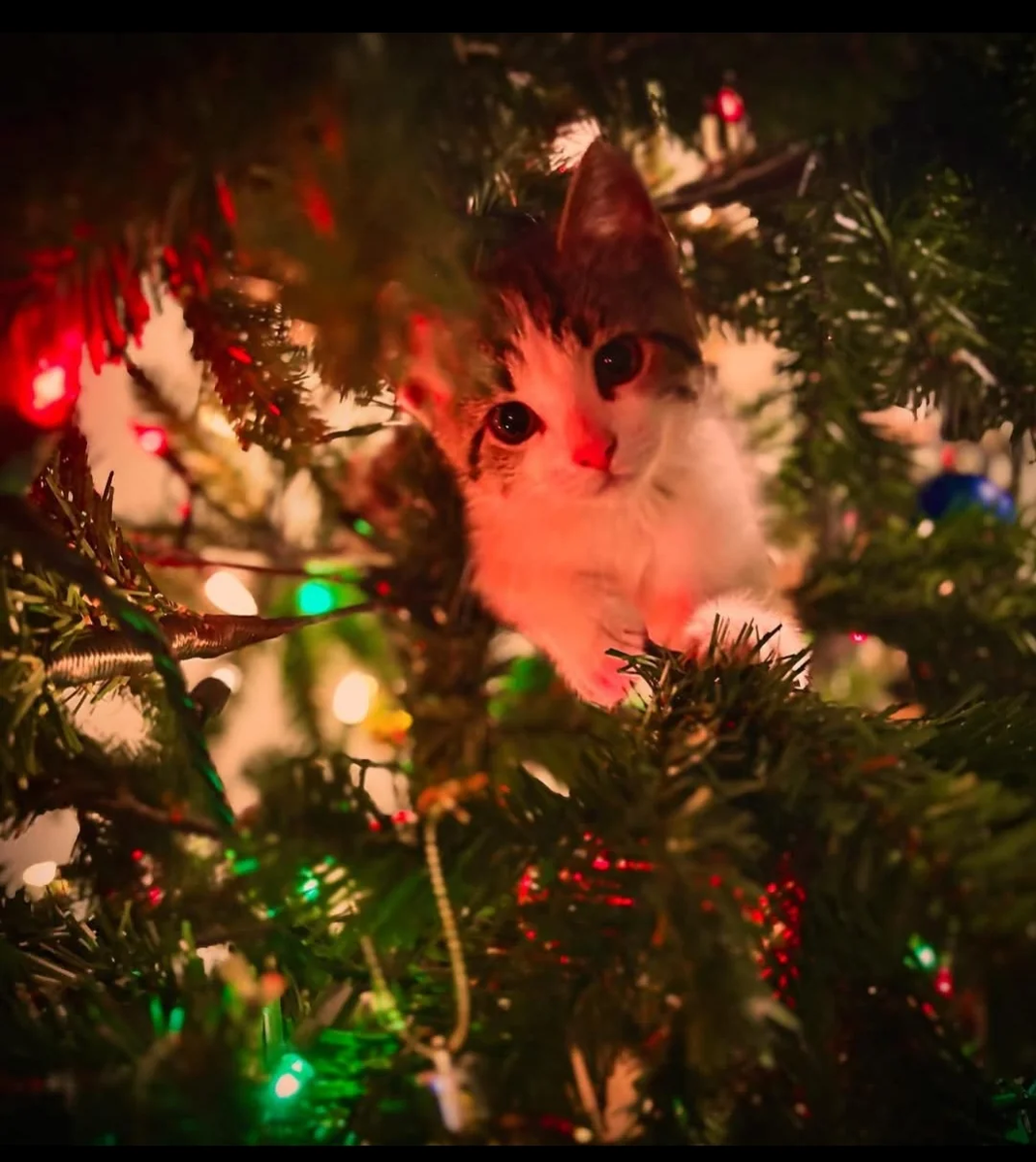    «Буду сидеть здесь всю ночь. Проверим, существует ли этот Дед Мороз!»