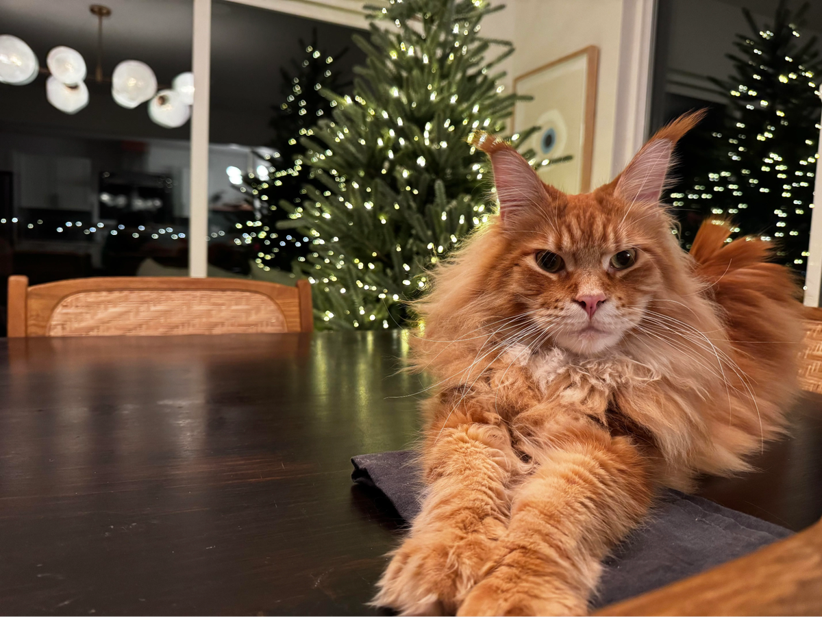    «Время идет к вечеру, а моего подарка под елкой еще нет!»