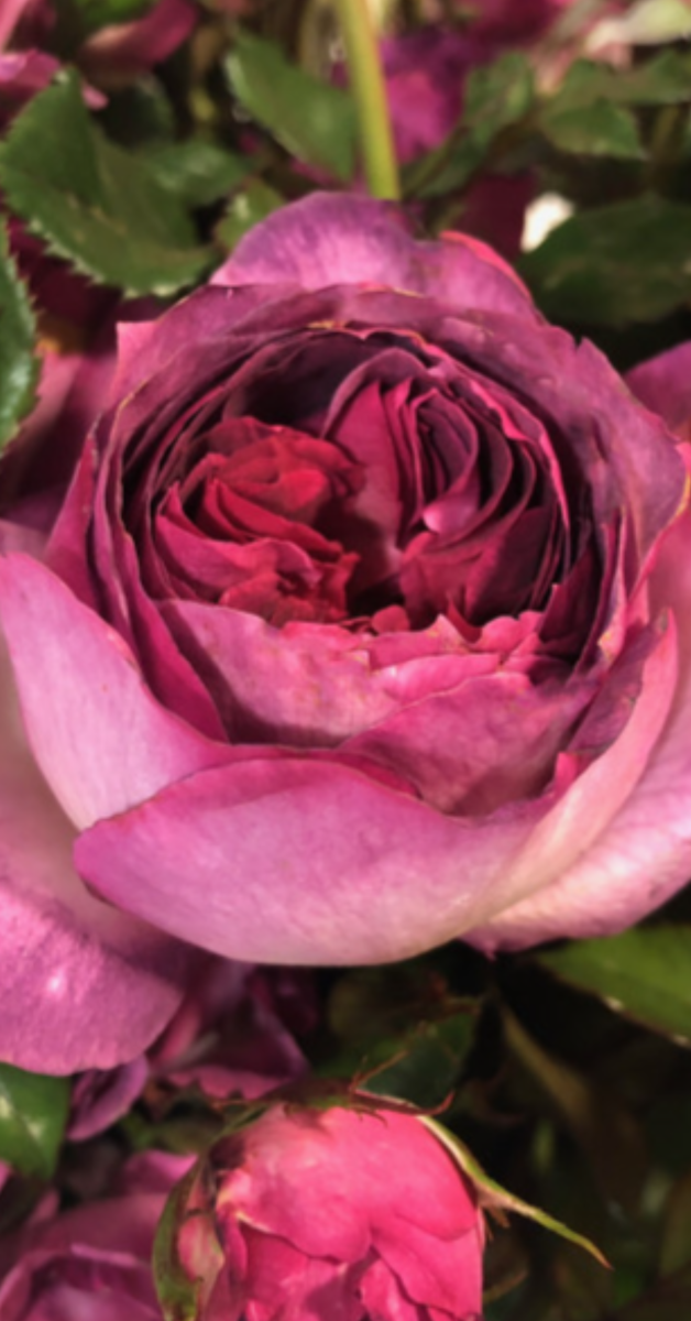 богатство карсок рождает вдохновение