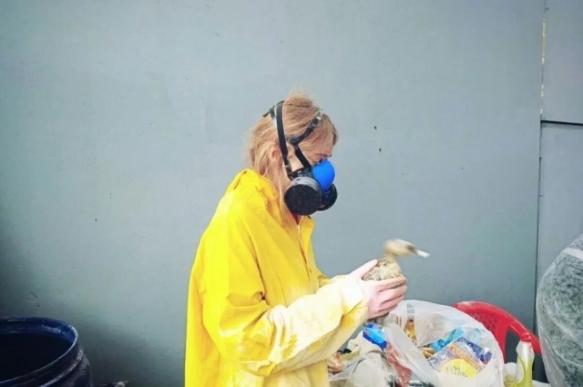    На побережье Кубани после разлива мазута спасли больше 1,6 тысяч птиц